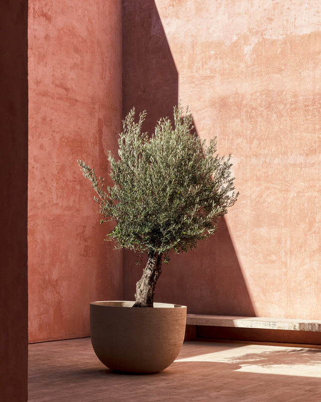 DOMANI TEXEL | NATURAL WHITE