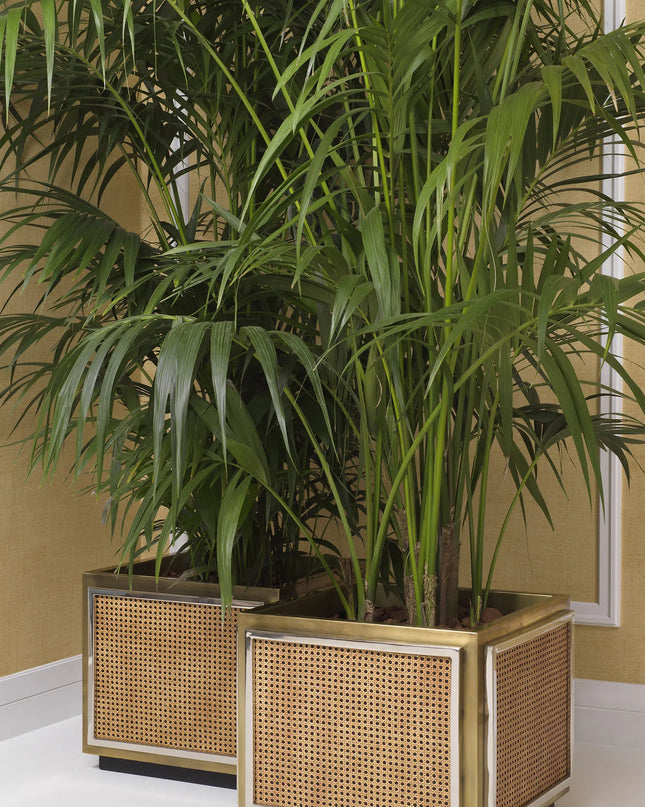 EICHHOLTZ | PLANTER TROPEA