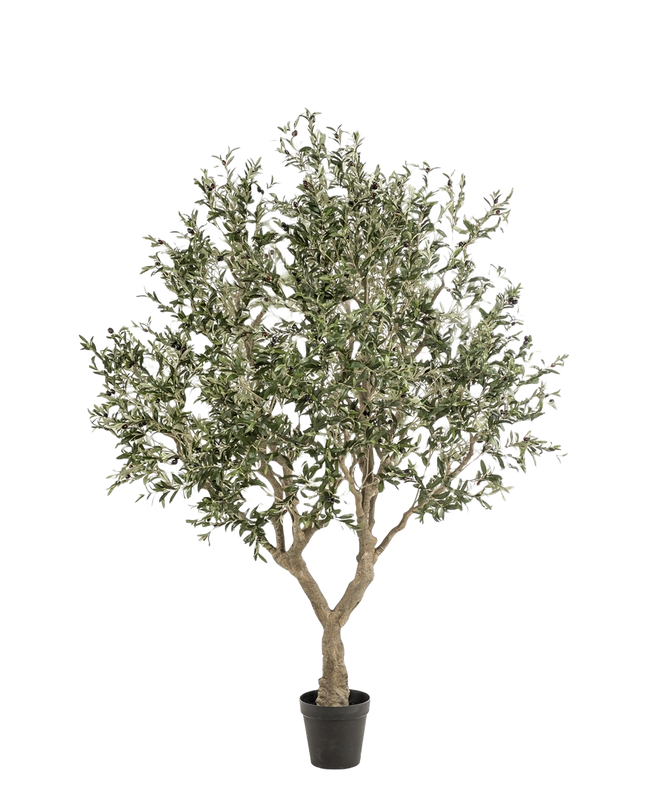 FIONORA | OLIJF BOOM 250 CM