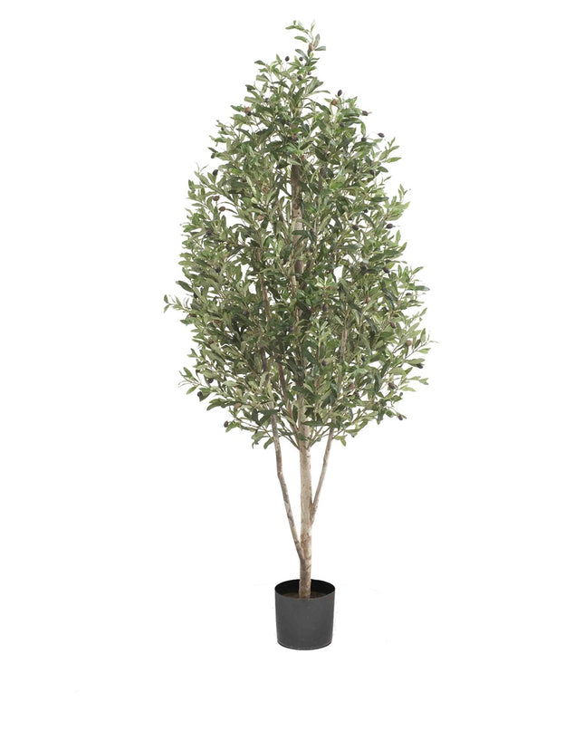FIONORA | OLIJF BOOM 170 CM