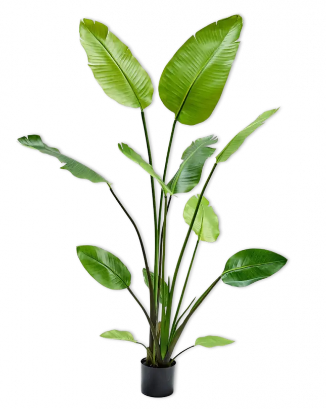 SILK-KA | STRELITZIA GROEN 150 CM