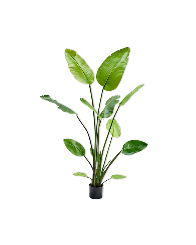 SILK-KA | STRELITZIA GROEN 150 CM