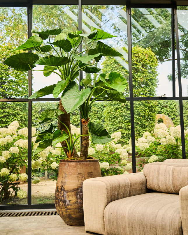 SILK-KA | ALOCASIA GROEN 170 CM