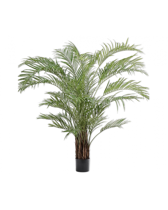 SILK-KA | KENTIAPALM GROEN 230 CM