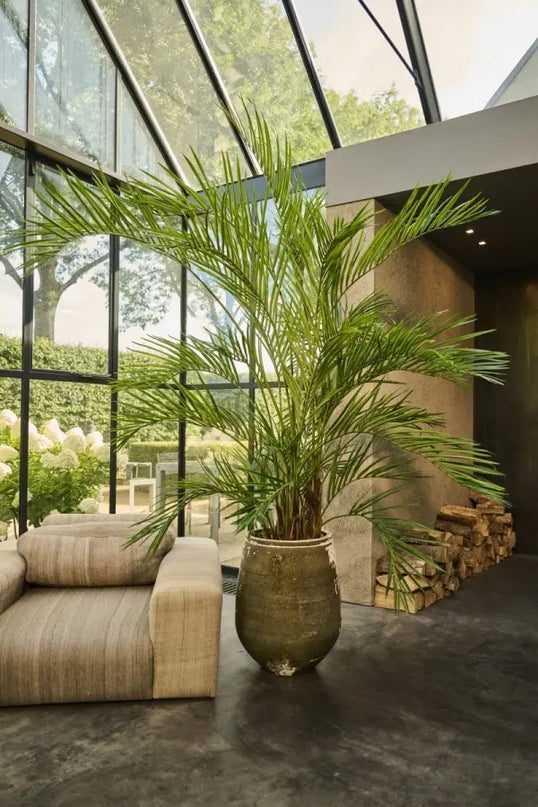 SILK-KA | KENTIAPALM GROEN 230 CM