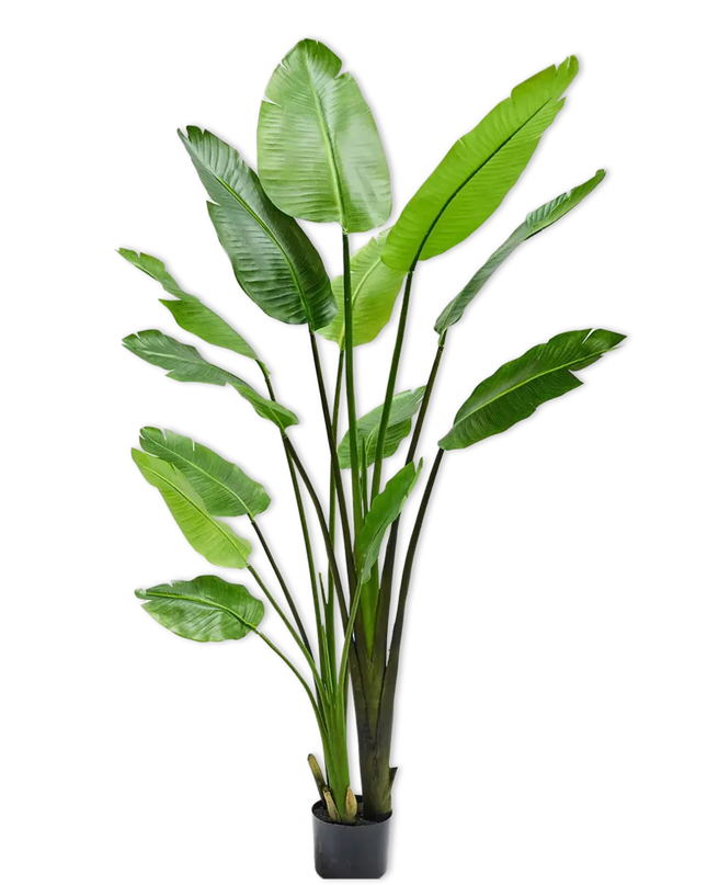 SILK-KA | STRELITZIA GROEN 183 CM