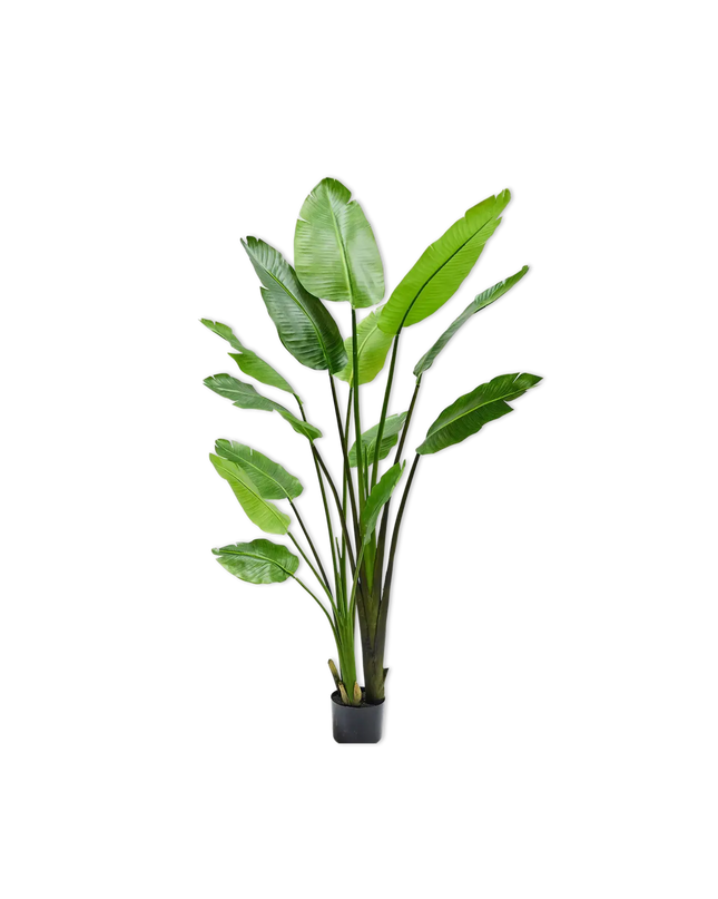 SILK-KA | STRELITZIA GROEN 183 CM