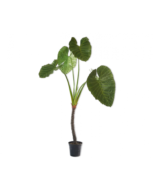 SILK-KA | ALOCASIA GROEN 220 CM