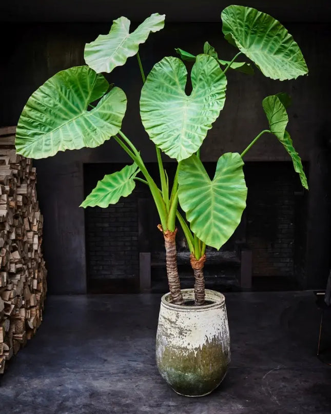 SILK-KA | ALOCASIA GROEN 220 CM