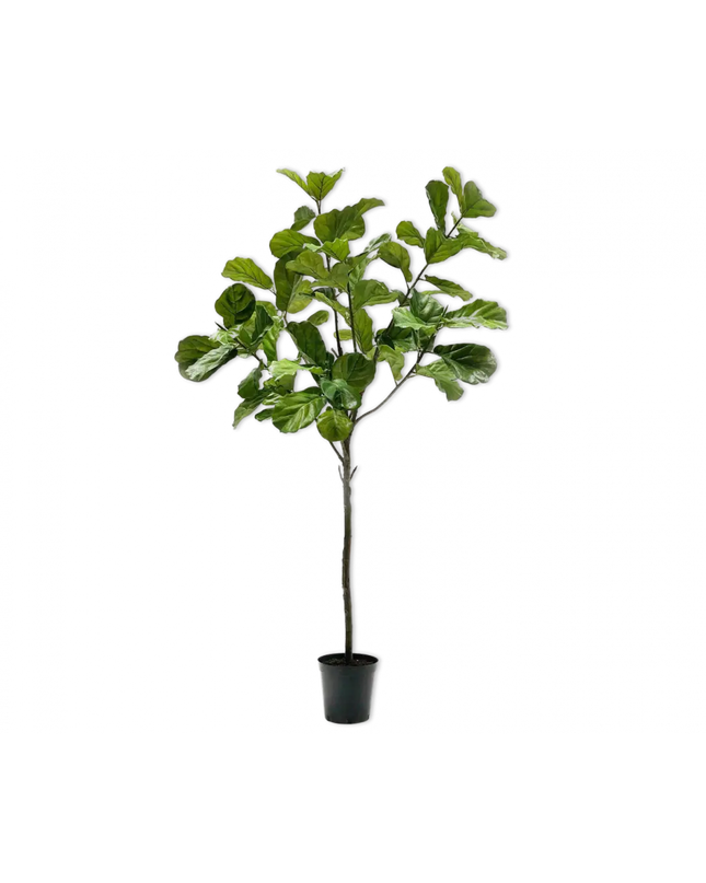 SILK-KA | FICUS GROEN 254 CM