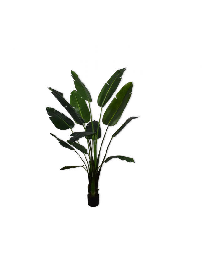 SILK-KA | STRELITZIA GROEN 182 CM