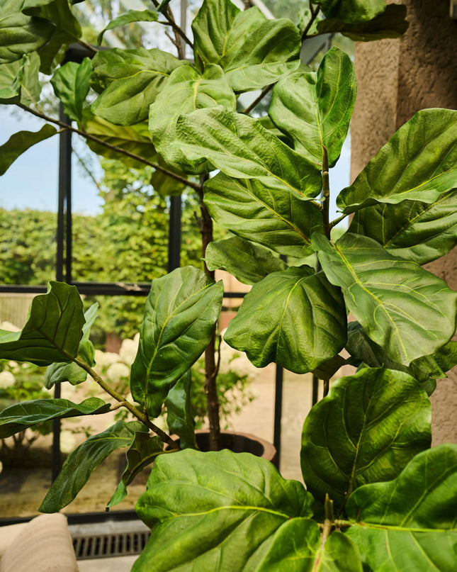 SILK-KA | FICUS GROEN 151 cm