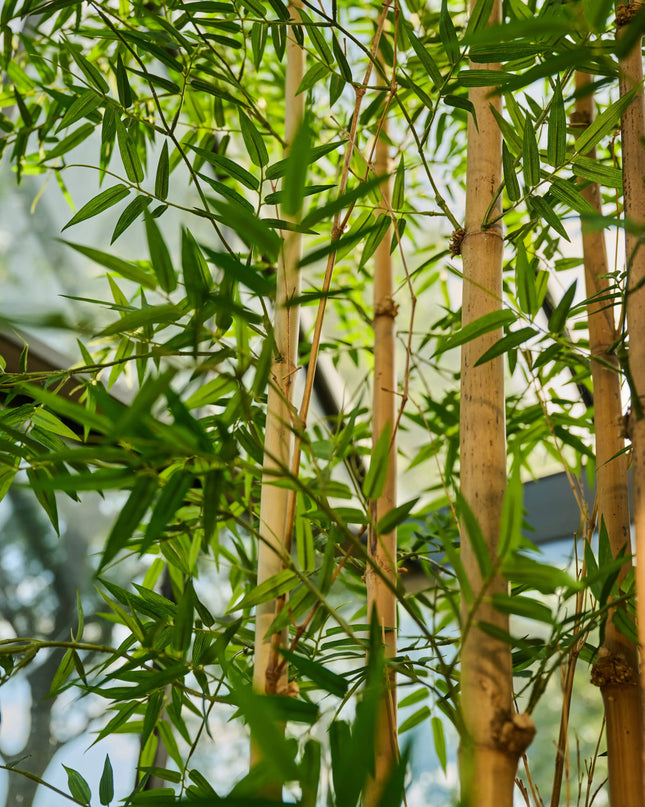 SILK-KA | BAMBOE GROEN 245 CM