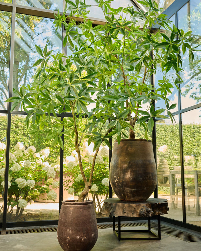 SILK-KA | PACHIRA 180 CM