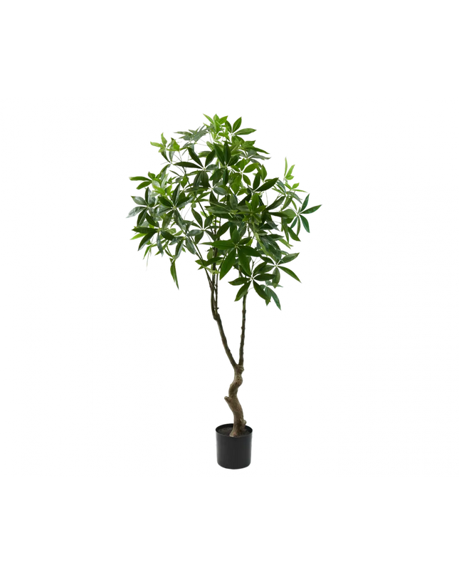 SILK-KA | PACHIRA 180 CM