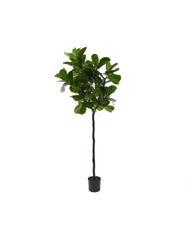 SILK-KA | FICUS GROEN 210 CM