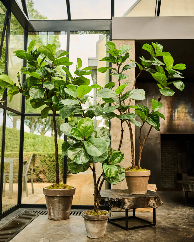 SILK-KA | FICUS GROEN 150 CM