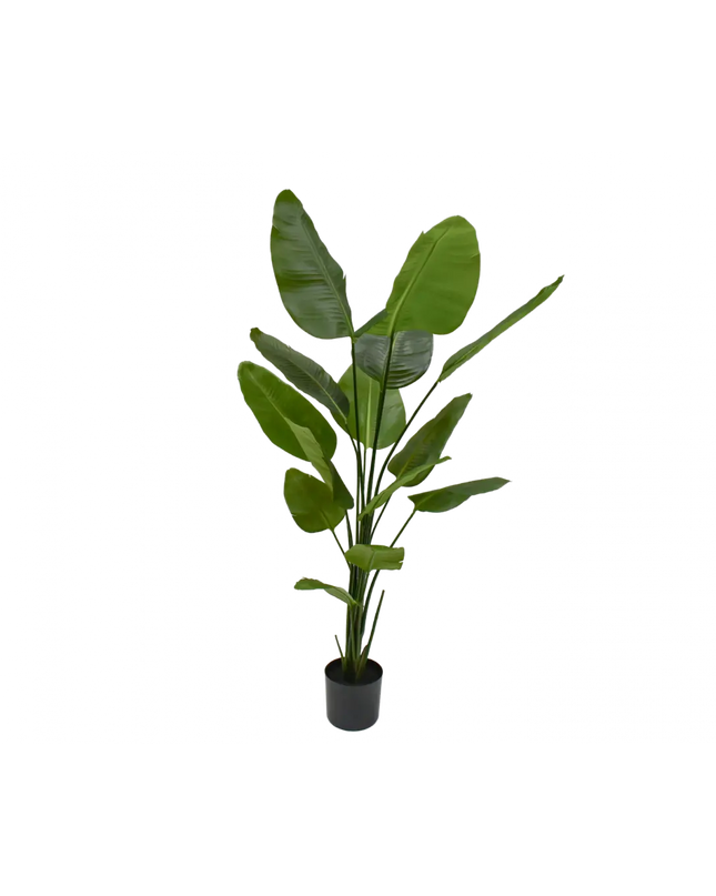 SILK-KA | STRELITZIA GROEN 180 CM