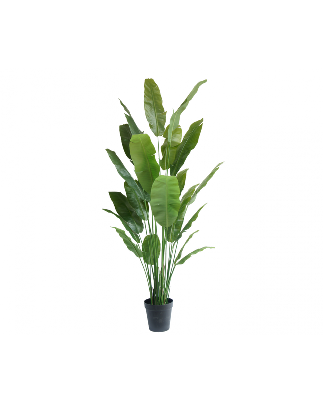 SILK-KA | STRELITZIA GROEN 240 CM