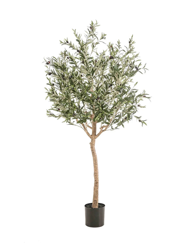 FIONORA | OLIJF BOOM 180 CM