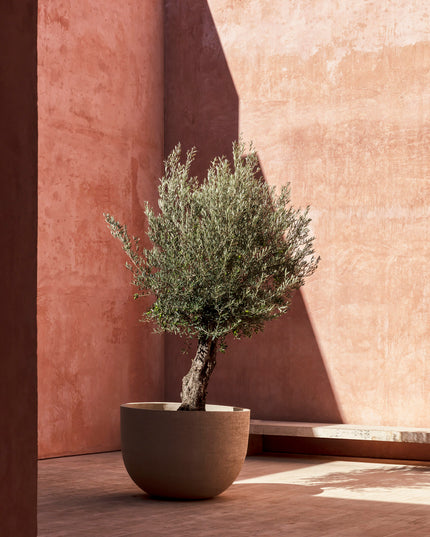 DOMANI TEXEL | NATURAL RED