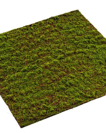 GRIMMIA MOS MAT 100CM x 100CM
