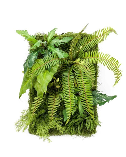 LIVING WALL 60CM x 40CM