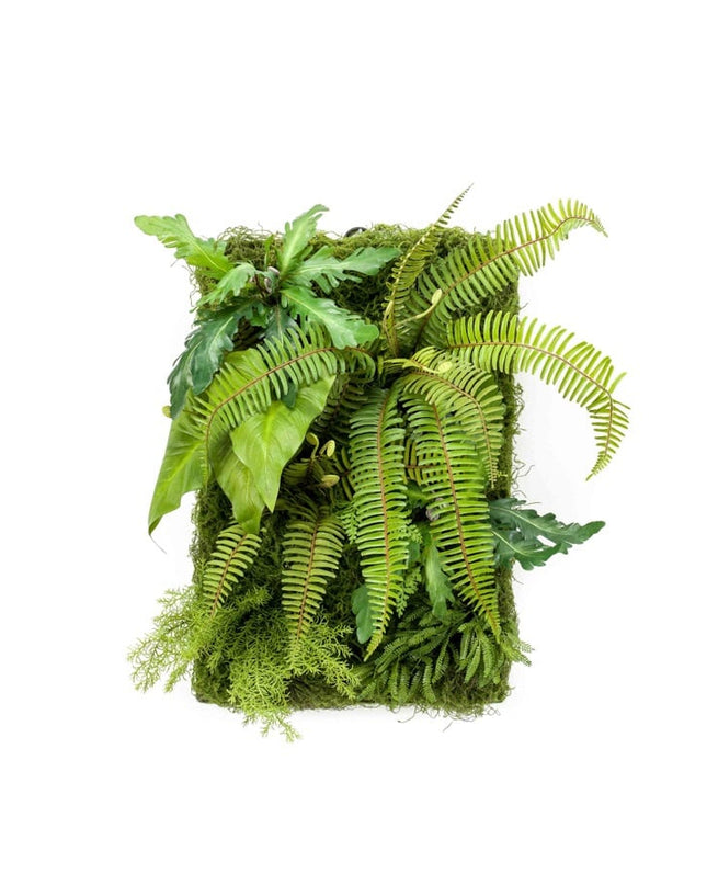 LIVING WALL 60CM x 40CM