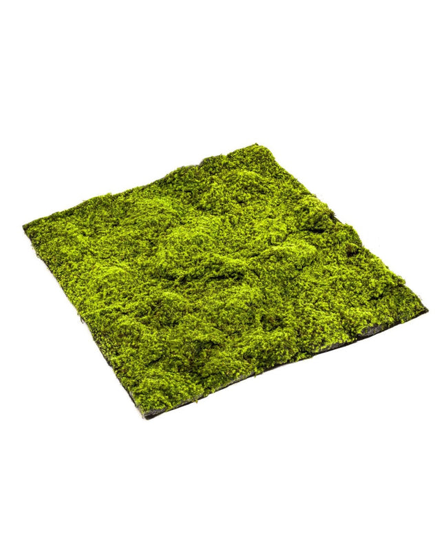 SPHAGNUM MOS MAT 100CM x 100CM