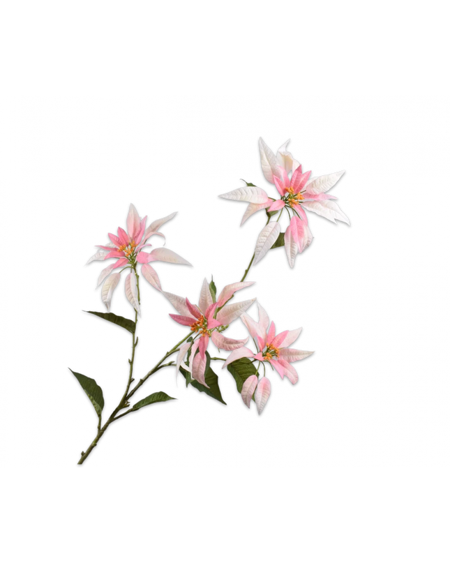 SILK-KA | POINSETTIA TAK ROZE 143 cm