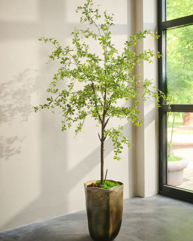 SILK-KA | BUCIDA GROEN 228 CM