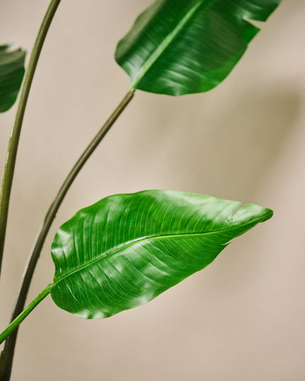 SILK-KA | STRELITZIA GROEN 150 CM