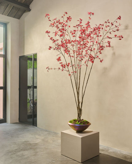 SILK-KA | ACER I/POT ROOD 255 cm