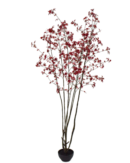 SILK-KA | ACER I/POT ROOD 255 cm