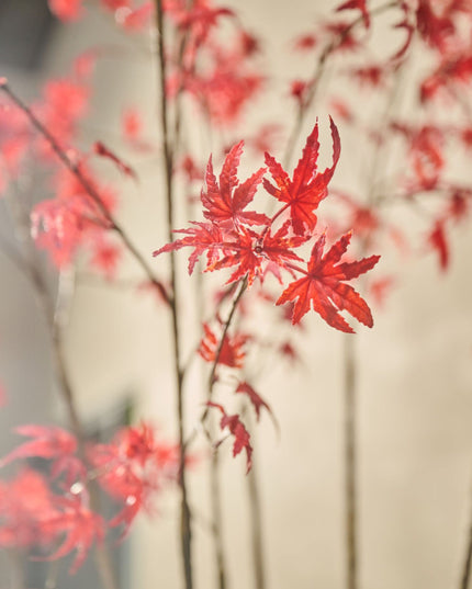 SILK-KA | ACER I/POT ROOD 255 cm