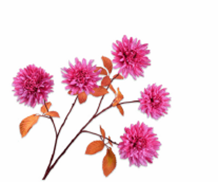 SILK-KA | CHRYSANT TAK BTY/ROZ 105 cm