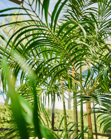 SILK-KA | PALM GROEN 274 CM