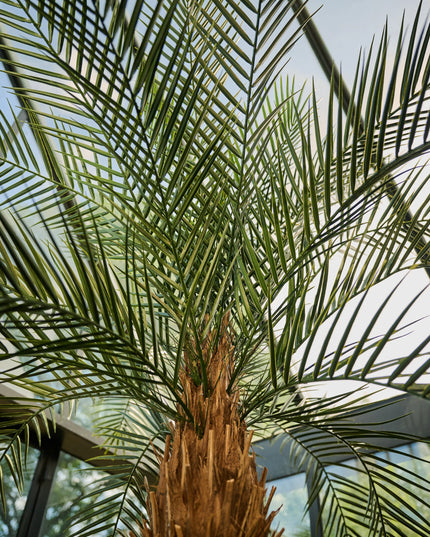 SILK-KA | PALM GROEN 213 CM