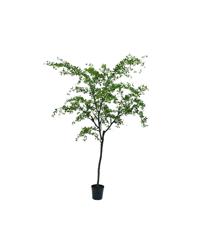 SILK-KA | BUCIDA GROEN 300 CM