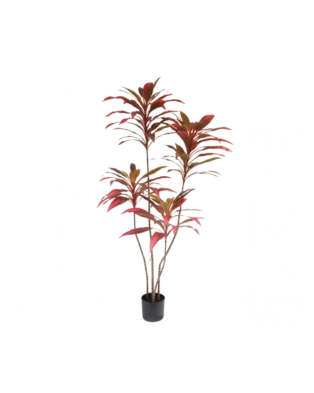 SILK-KA | CORDYLINE BRUIN 150 CM