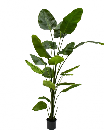 SILK-KA | STRELITZIA GROEN 240 CM