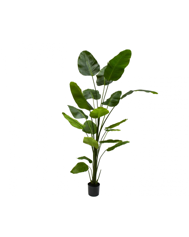 SILK-KA | STRELITZIA GROEN 240 CM