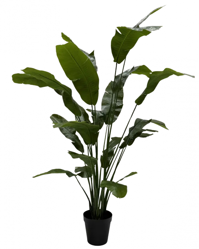 SILK-KA | STRELITZIA GROEN 240 CM