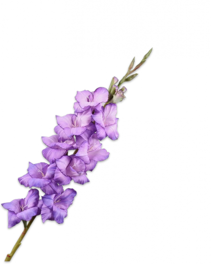 SILK-KA | GLADIOOL STEEL LAVENDEL 101 cm
