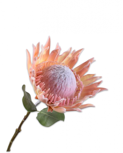 SILK-KA | PROTEA STEEL ZALM 70 cm