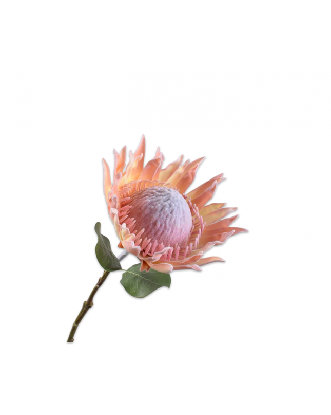 SILK-KA | PROTEA STEEL ZALM 70 cm