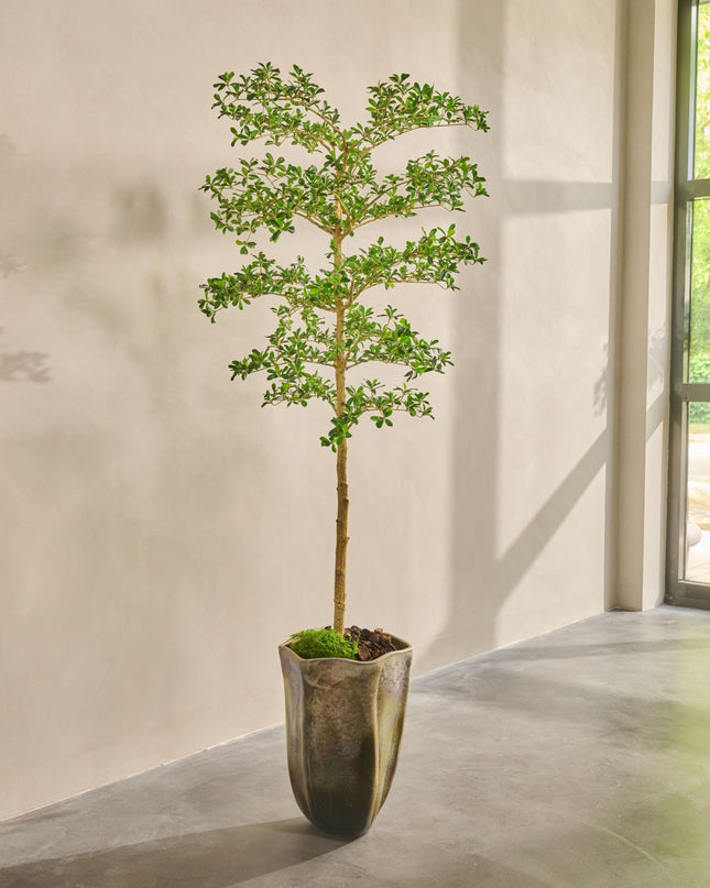 SILK-KA | BUCIDA I/POT GROEN 213 CM