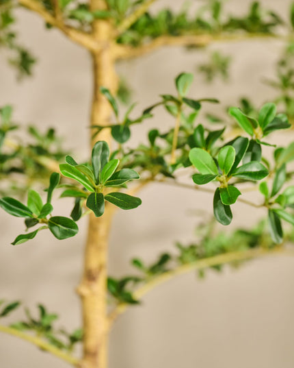 SILK-KA | BUCIDA I/POT GROEN 213 CM