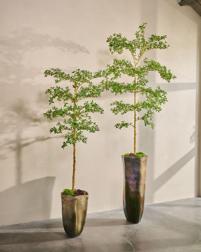 SILK-KA | BUCIDA I/POT GROEN 244 CM