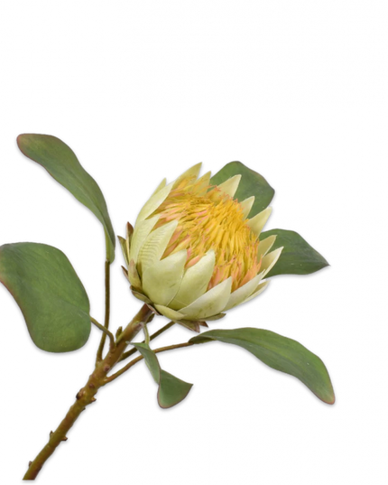 SILK-KA | PROTEA STEEL GEEL 65 cm